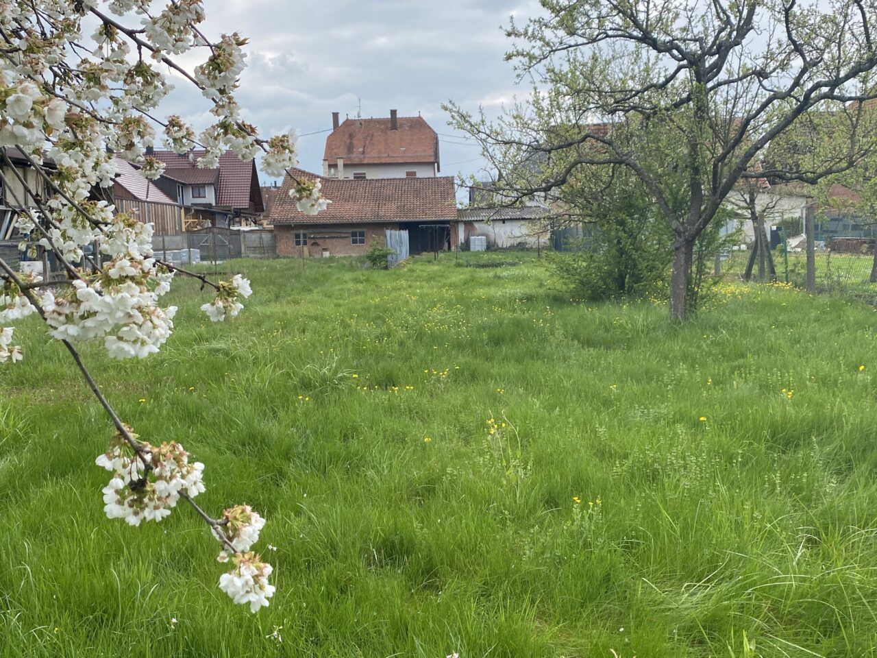 Roeschwoog, grande maison familiale, 3 garages, dépendance. L'ensemble sur 9,5 ares